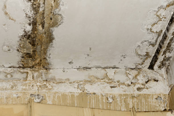 Forest City, NC Mold Removal Company